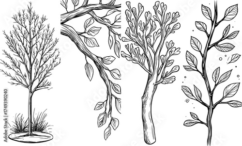 A barren tree's black silhouette, featuring intricate branching, stands isolated on a white background