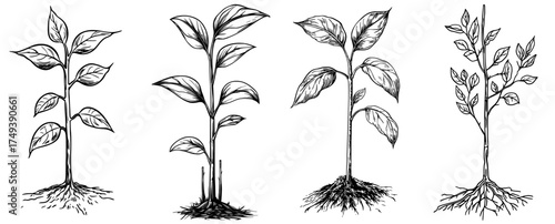 A young plant sprouting from the soil is symbolized by a black and white silhouette, representing growth