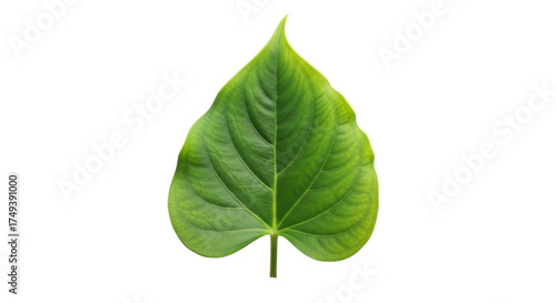 Billede på lærred Isolated leaf of Piper sarmentosum with prominent veins, green color and heart s