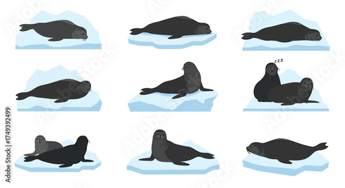 Nine illustrations of dark seals resting on light blue ice floes