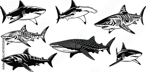 Set of Stylized Shark Species Vector Illustrations Including Great White, Hammerhead, Tiger, Whale, Bull, Mako, and Blue Shark