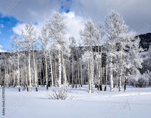A tranquil winter scene, featuring a snow-covered field and tall, slender trees with frosted branches under a cloudy blue sky