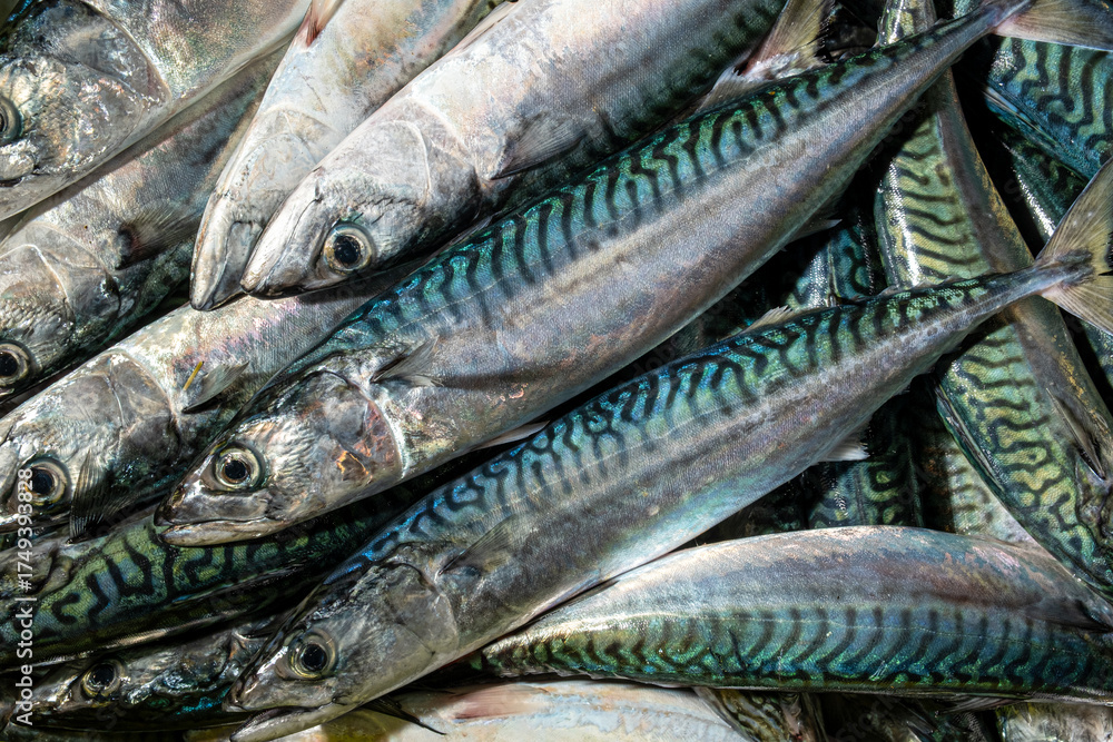 Fototapeta premium Mackerel, a delicious and healthy seafood delicacy