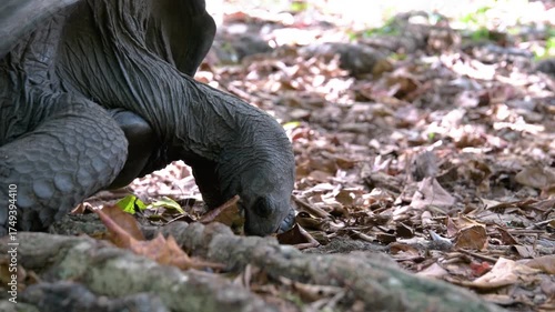 A close-up 4K video shows a giant tortoise slowly eating dry leaves on the forest floor, capturing the texture of its skin and the peaceful moment in nature.