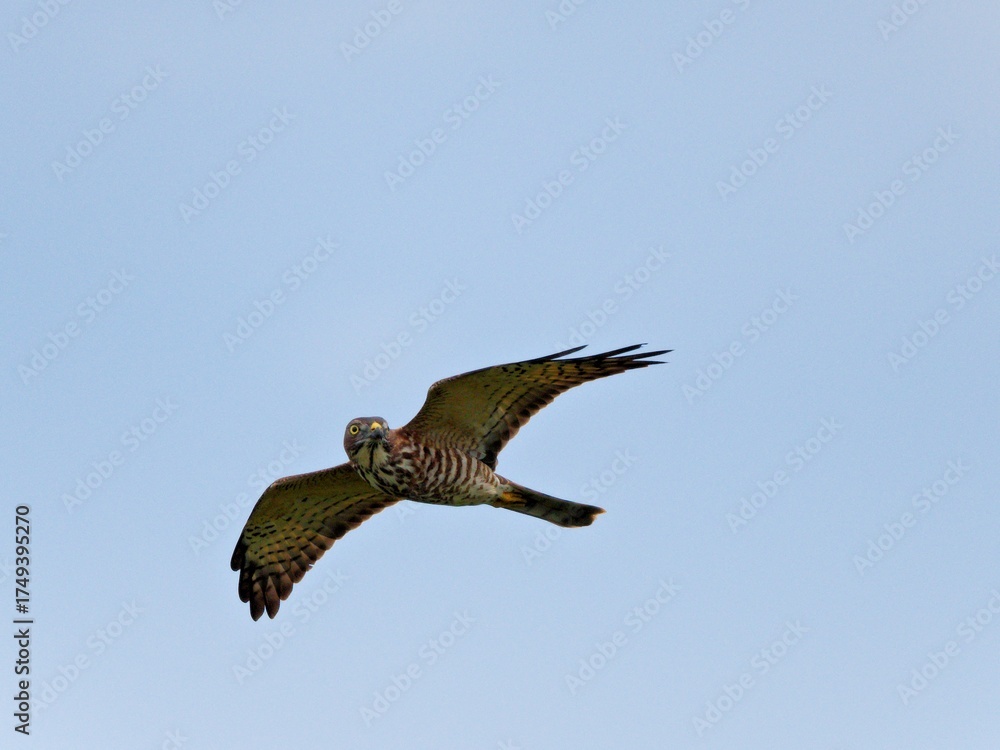 Fototapeta premium 2025 Raptors Migration-A Juvenile Chinese Sparrowhawk in flight while migrating over Khao Dinsor Chumphon Thailand
