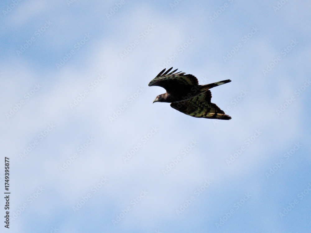 Obraz premium 2025 Raptors Migration-A dark-morph adult male Western Honey Buzzard soaring against a blue sky at Khao Dinsor Chumphon Thailand