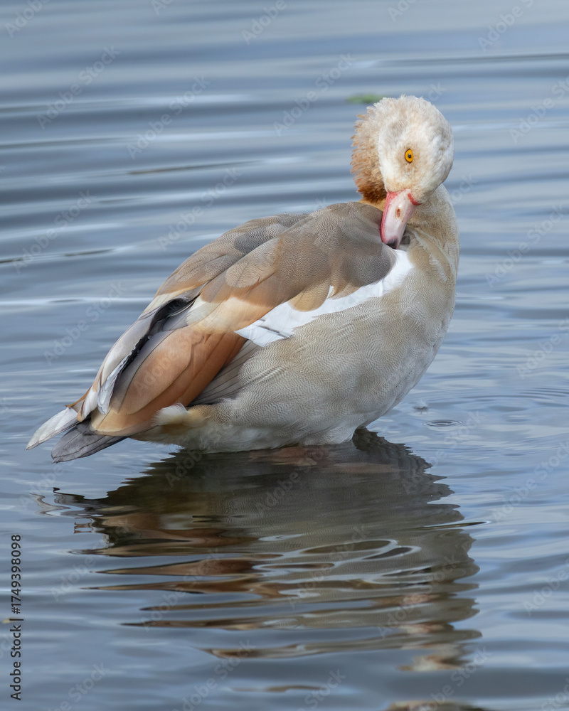 Fototapeta premium Egyptian Goose preens in water close up detail of feather plumage patterns
