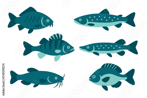 Collection of six different freshwater fish species including carp pike perch and catfish