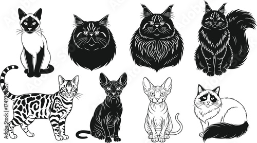 Black and white vector illustration of eight different cat breeds including Siamese, Persian, Maine Coon, Bengal, Sphynx, Ragdoll, Oriental, Norwegian