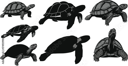 Black and white turtle vector illustrations set with detailed shell patterns, walking and swimming poses, hand drawn reptile animal design collection