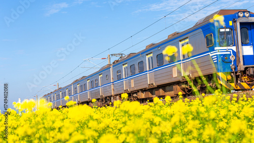 The moment a train passes through a sea of ​​rapeseed flowers in Taiwan