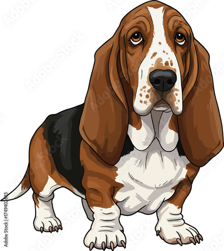 Basset Hound Vector Art of a Dog Breed Illustrations Collection with clipart