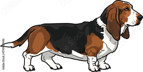 Basset Hound Vector Art of a Dog Breed Illustrations Collection with clipart