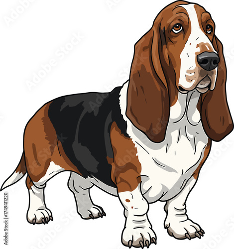 Basset Hound Vector Art of a Dog Breed Illustrations Collection with clipart