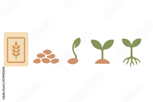 Sequential stages of plant growth from seed packet and seeds through germination to a young seedling