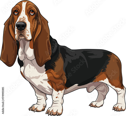 Basset Hound Vector Art of a Dog Breed Illustrations Collection with clipart