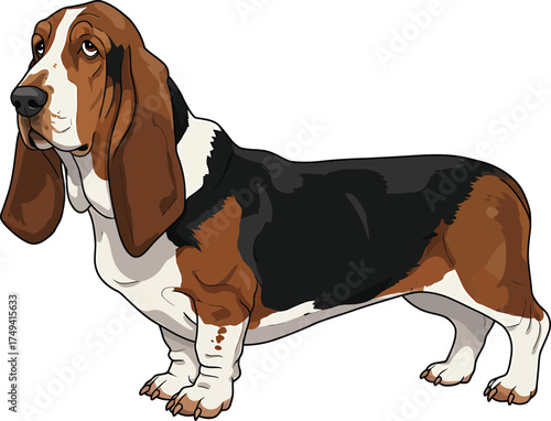 Basset Hound Vector Art of a Dog Breed Illustrations Collection with clipart