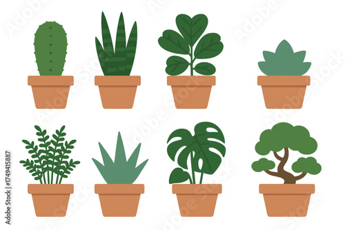 Collection of eight popular potted houseplants like cactus snake plant and bonsai tree