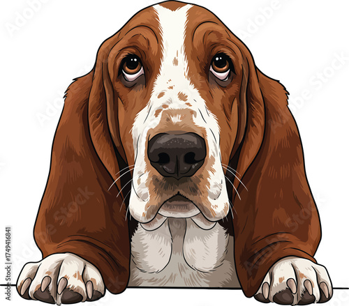 Basset Hound Vector Art of a Dog Breed Illustrations Collection with clipart