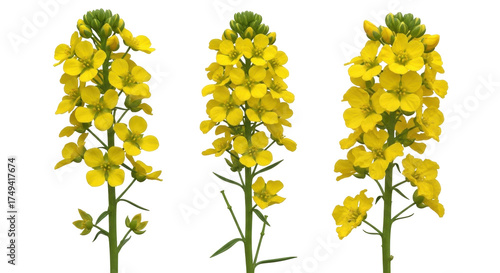 Fotografie Isolated Canola inflorescence, yellow flowers, Brassica napus plant or rapeseed