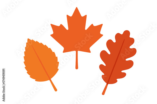 Three distinct autumn leaves like maple and oak in warm orange tones isolated on white
