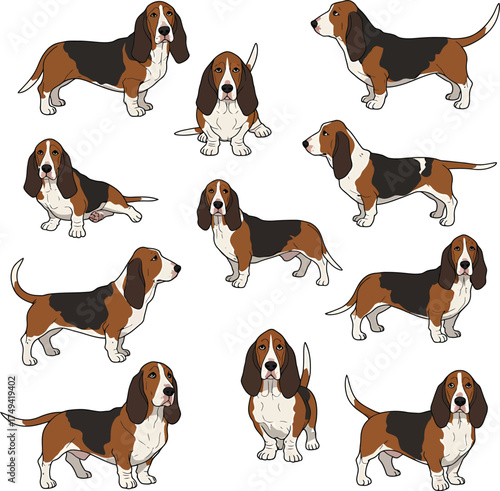 Basset Hound Vector Art of a Dog Breed Illustrations Collection with clipart