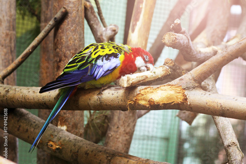 Rosella, a colorful, beautiful parrot.
