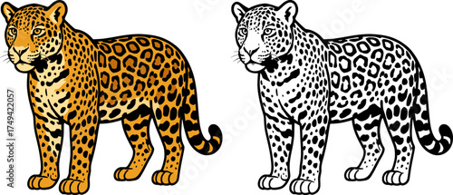 colored and black outline only vector of a jaguar, perfect for wildlife design and coloring book