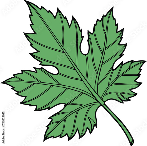Green Grape Leaf with Black Outline and Veins on White Background green leaf plant