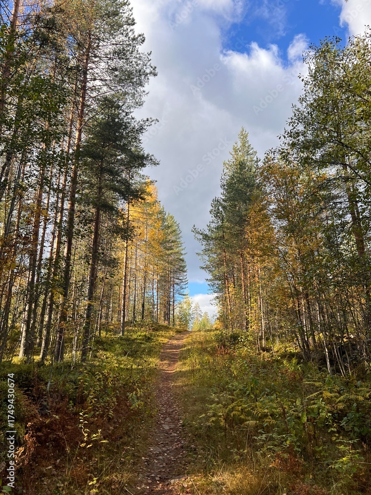 Naklejka premium Bright autumn forest scene with sunlight shining through yellow and orange leaves. Peaceful nature background.
