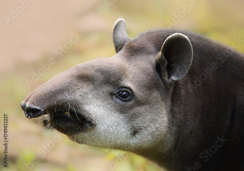 close-up portrait of a tapir's face in its natural habitat. Wildlife. Ecosystem, biodiversity.