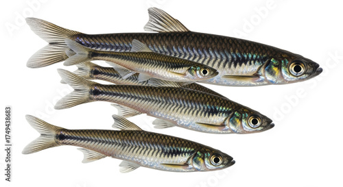Isolated shoal of fish swimming together, schooling in a group, freshwater species