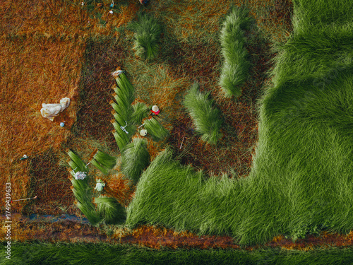 Wallpaper Mural Aerial view of a lush sedge field in Tra Vinh, Vietnam, surrounded by coconut trees. Farmers are harvesting and bundling sedge plants under warm sunlight. Torontodigital.ca