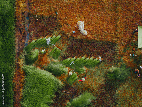 Wallpaper Mural Aerial view of a lush sedge field in Tra Vinh, Vietnam, surrounded by coconut trees. Farmers are harvesting and bundling sedge plants under warm sunlight. Torontodigital.ca