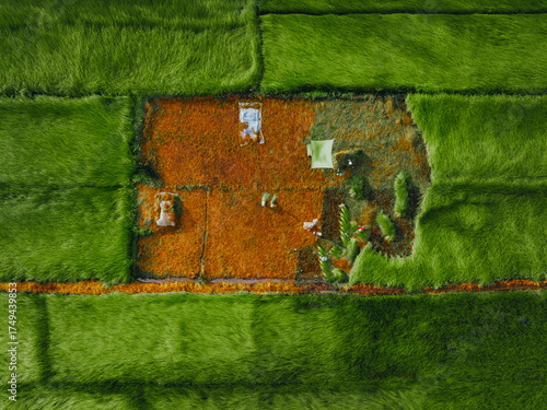 Wallpaper Mural Aerial view of a lush sedge field in Tra Vinh, Vietnam, surrounded by coconut trees. Farmers are harvesting and bundling sedge plants under warm sunlight. Torontodigital.ca