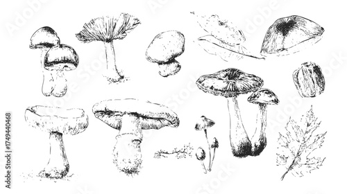 A collection of hand-drawn mushrooms in various shapes and sizes, showcasing detailed textures and forms