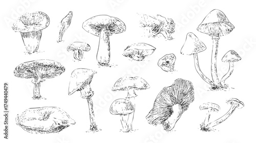A collection of hand-drawn mushrooms in various shapes and sizes, showcasing detailed textures and forms