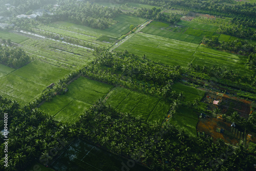 Wallpaper Mural Aerial view of a lush sedge field in Tra Vinh, Vietnam, surrounded by coconut trees. Farmers are harvesting and bundling sedge plants under warm sunlight. Torontodigital.ca