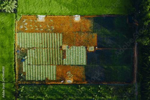 Wallpaper Mural Aerial view of a lush sedge field in Tra Vinh, Vietnam, surrounded by coconut trees. Farmers are harvesting and bundling sedge plants under warm sunlight. Torontodigital.ca