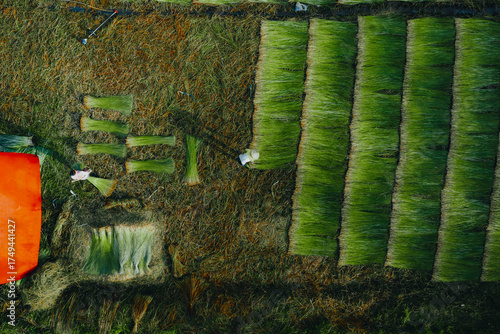 Wallpaper Mural Aerial view of a lush sedge field in Tra Vinh, Vietnam, surrounded by coconut trees. Farmers are harvesting and bundling sedge plants under warm sunlight. Torontodigital.ca