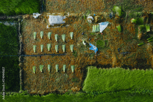 Obraz na plátně Aerial view of a lush sedge field in Tra Vinh, Vietnam, surrounded by coconut trees