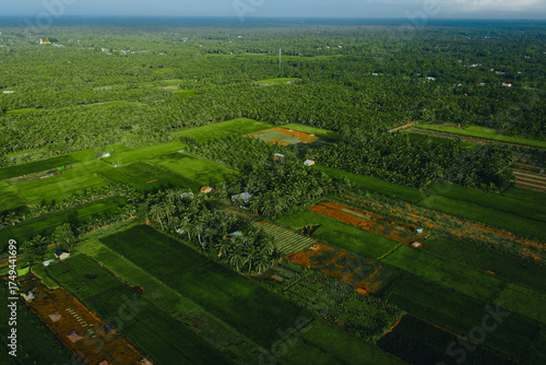 Wallpaper Mural Aerial view of a lush sedge field in Tra Vinh, Vietnam, surrounded by coconut trees. Farmers are harvesting and bundling sedge plants under warm sunlight. Torontodigital.ca