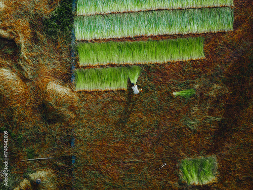 Wallpaper Mural Aerial view of a lush sedge field in Tra Vinh, Vietnam, surrounded by coconut trees. Farmers are harvesting and bundling sedge plants under warm sunlight. Torontodigital.ca