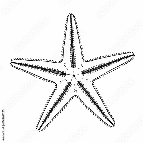 Black and white starfish drawing, detailed anatomical illustration of marine invertebrate showing five radiating arms, tube feet. Educational sea creature starfish drawing for biology,
