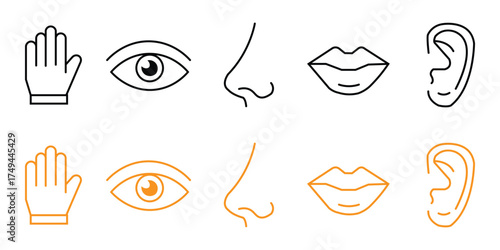 Human senses 5 five types, Vision through eye, smell with nose, taste with tongue icon vector. body parts symbol. vector illustration.