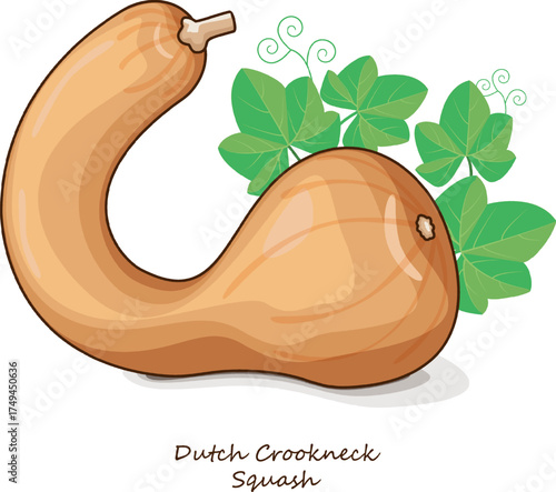 Dutch Crookneck Squash or Pennsylvania Dutch crookneck. Winter squash. Cucurbita moschata. Vegetables. Clip art. Isolated vector illustration.