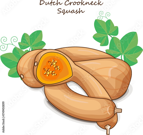 Whole and chopped Dutch Crookneck Squash or Pennsylvania Dutch crookneck. Winter squash. Vegetables. Clip art. Isolated vector illustration.