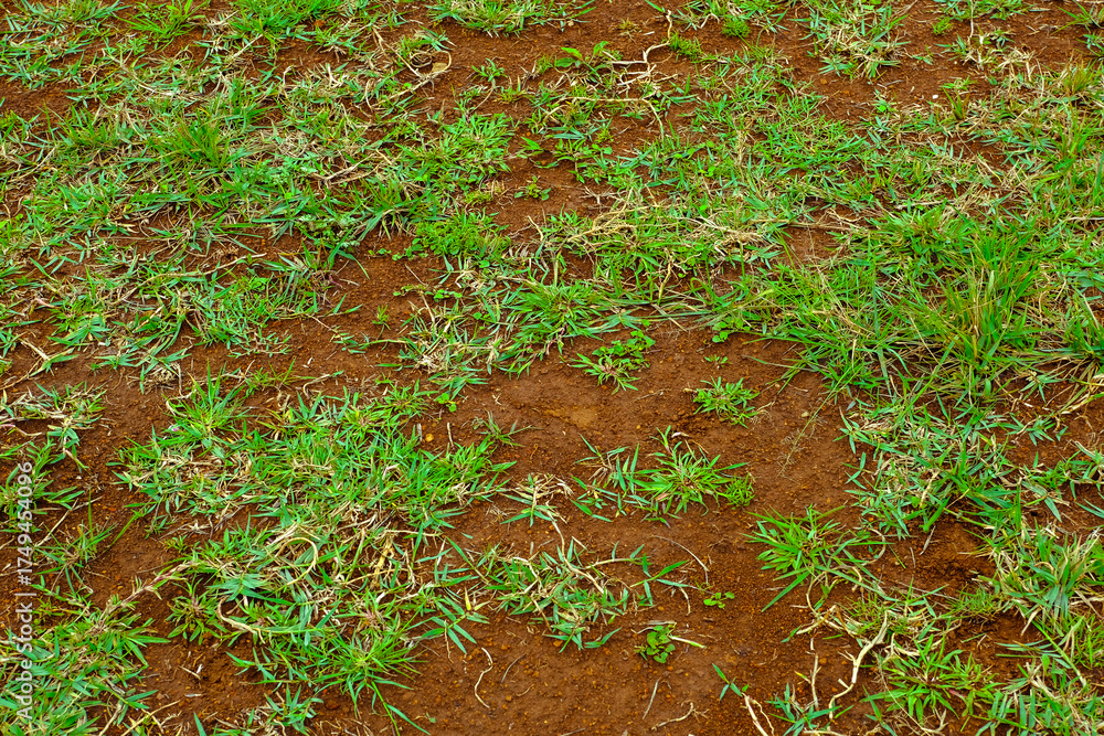 Obraz premium Sparse Grass Growing in The Red Soil