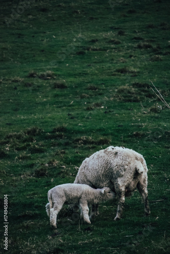 Fotografía de una oveja junto a un cordero en un valle de Matamata, Nueva Zelanda.