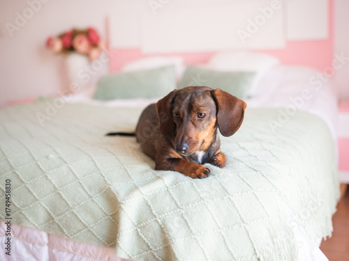 Cute brown dachshund is lying on a white bed